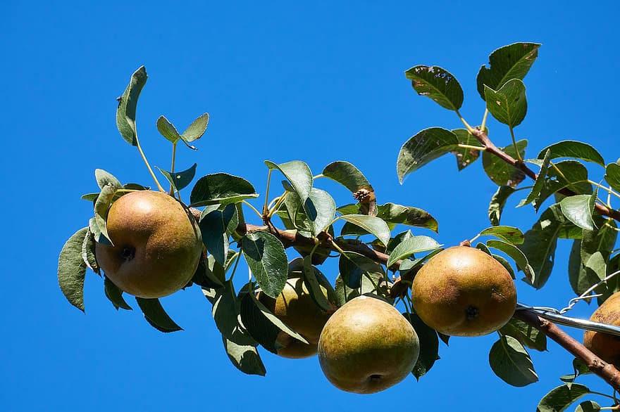 Pears, Pear Tree, Fruits