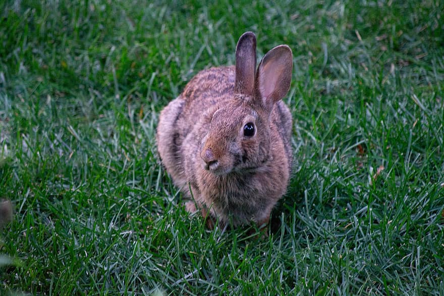 kanin, dyr, cottontail kanin, vilde kanin, pattedyr, dyreliv, fauna, ødemark, natur