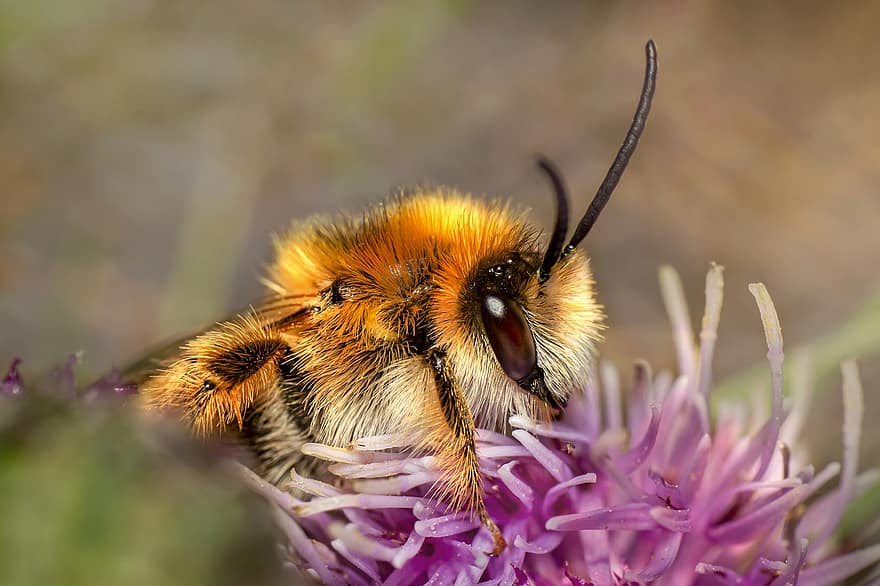 honningbie, Bie, insekt, apis, dyr, pollinering, hage, natur