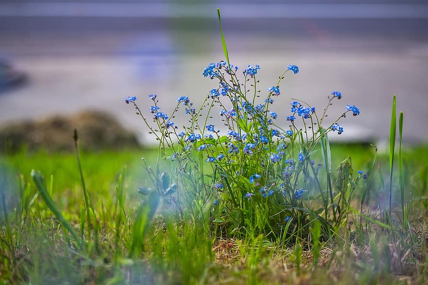 青い忘れな草、春の花、青い花、フラワーズ、春、自然、花、庭園、壁紙、バックグラウンド、ワイルドフラワー