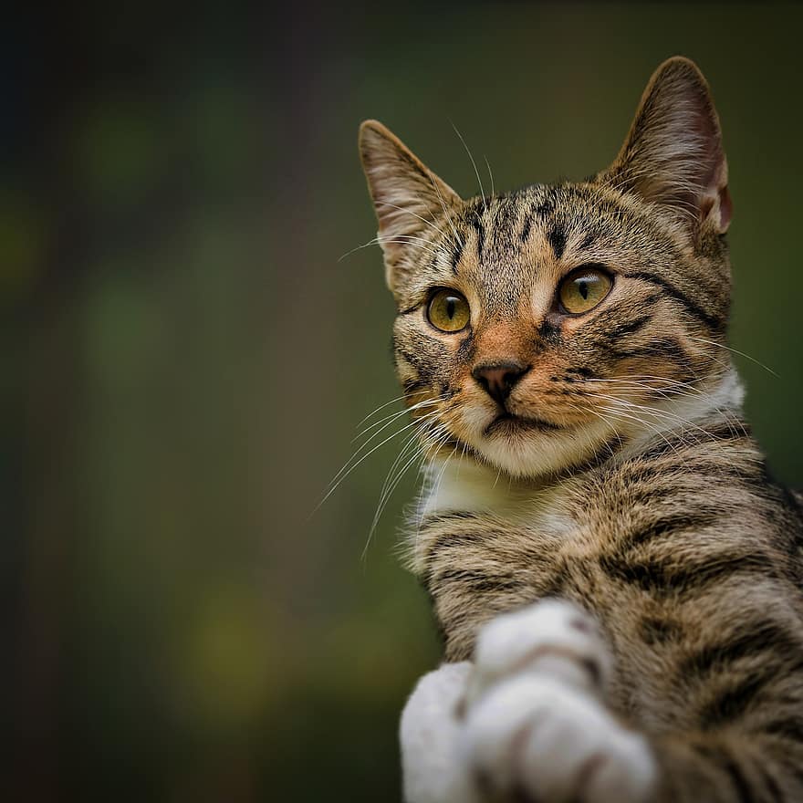 Cat, Feline, Pet, Whiskers, Breed, European Shorthair, Animal, domestic cat, pets, cute, whisker