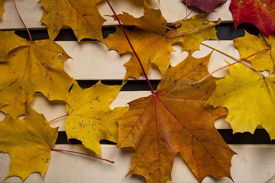 осінь, листя, осінні листки, осіннє листя, осінні кольори, осінній сезон, опале листя, листя апельсина, помаранчеве листя, ліс, природи
