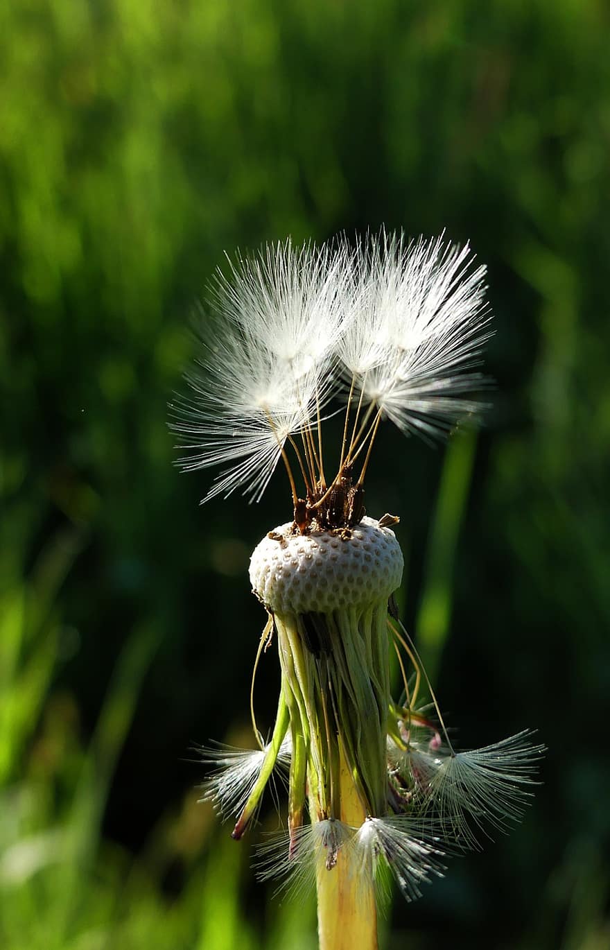 Dandelion, Seeds, Faded, Seed Head, Flower, Bloom, Plant, Meadow, close-up, green color, summer