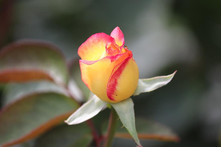 Rosa, Rosa amarilla, flor, flor amarilla, pétalos, jardín rosa, floración, planta floreciendo, planta ornamental, planta, flora