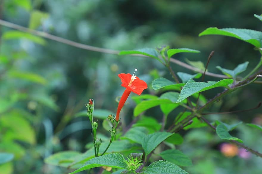 Ipomoea Coccinea, цвете, червено цвете, листенца, червени венчелистчета, листа, разцвет, цвят, флора, растение, листо