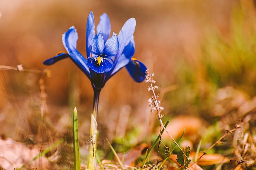 Iris, Blume, Pflanze, blaue Iris, Verrechnete Iris, Blütenblätter, Gras, blühen, Frühling, Natur, Garten