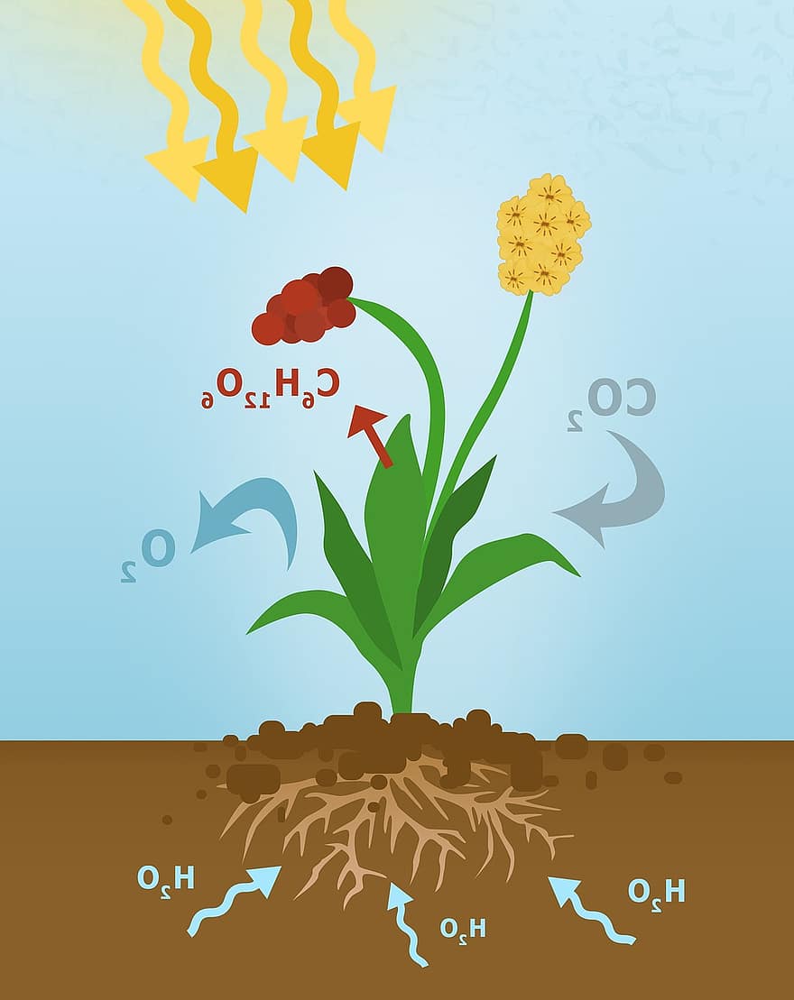 fotosynteesi, Fotosynteesin kaavio, kasvi, piirretyt, Kasvien aineenvaihdunta, Fotosynteettinen assimilaatio, Kemiallinen reaktio