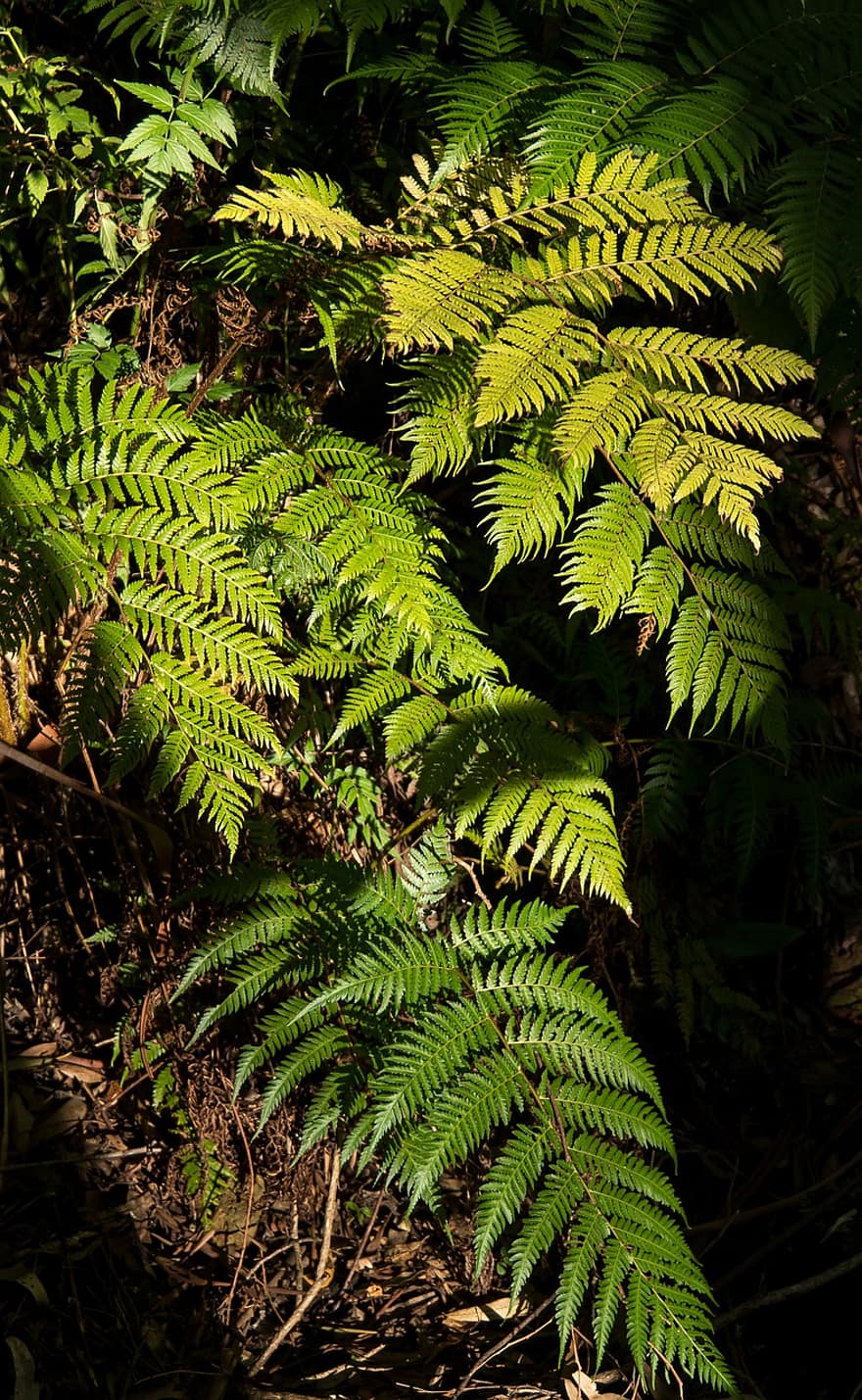 páfrányok, felszínű levelek, lombozat, zöld, erdő, Queensland
