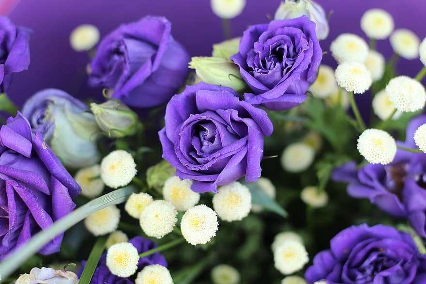 голубые розы, цветы, цветочный букет, роза цветет, лепестки, лепестки роз, голубые лепестки, цветение, цвести