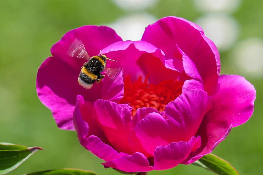 HUMMEL, ดอกไม้, แมลง, แมลงปีก, แมลงบิน, ดอกไม้สีชมพู, กลีบดอก, กลีบสีชมพู, เบ่งบาน, ดอก, พฤกษา