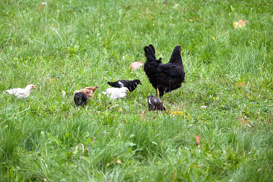 pollos, pollitos, aves, gallina, aves de corral, Pollos jóvenes, plumaje, hierba, prado