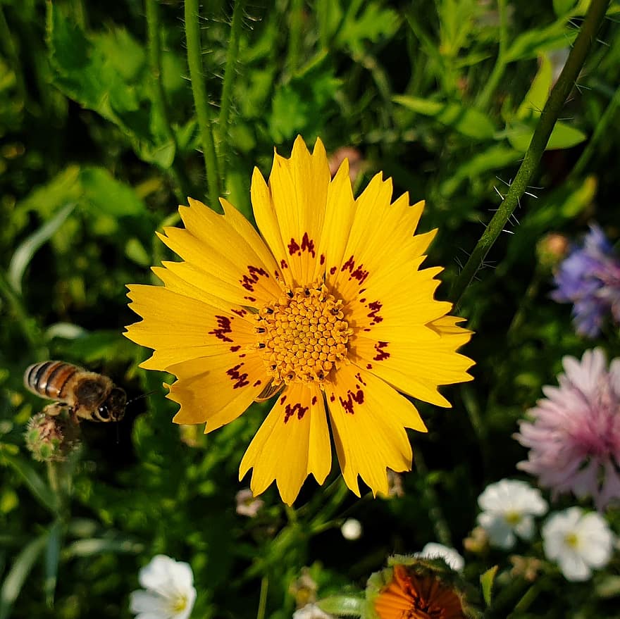 bi, blomst, insekt, gul blomst, flor, blomstre, kronblade, gule kronblade, winged insekt, vinger, natur