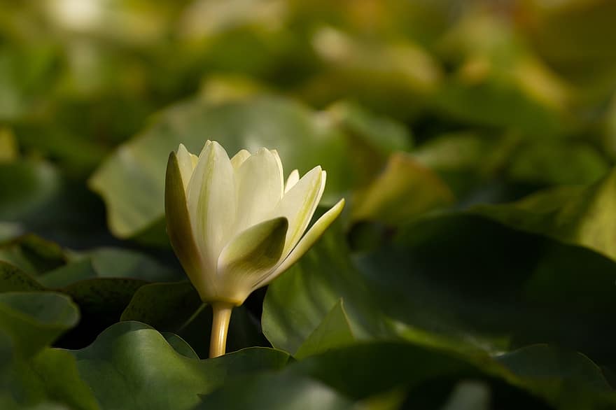 Flower, Water Lily, Aquatic Plants, Blossoms, Nature, leaf, plant, flower head, summer, green color, close-up