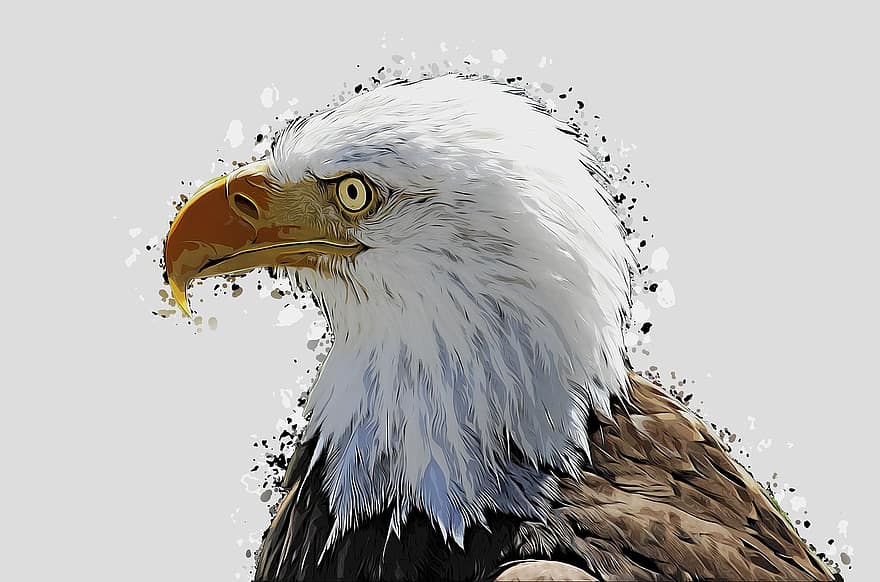 kel kartal, kuş, karikatür, hayvan, fatura, yırtıcı kuş, doğa, Amerika Birleşik Devletleri, portre, kuş arması