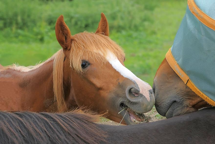 atlar, atlı, yele, çift, öpmek, suç ortaklığı, hayvanlar