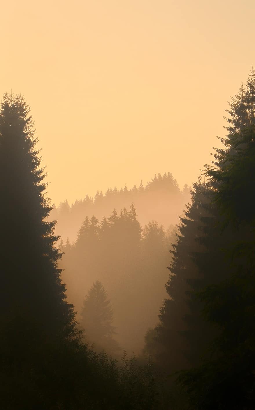 sylwetka, zachód słońca, mglisty, mgła, góry, Natura, krajobraz, drzewo, las, jesień, światło słoneczne