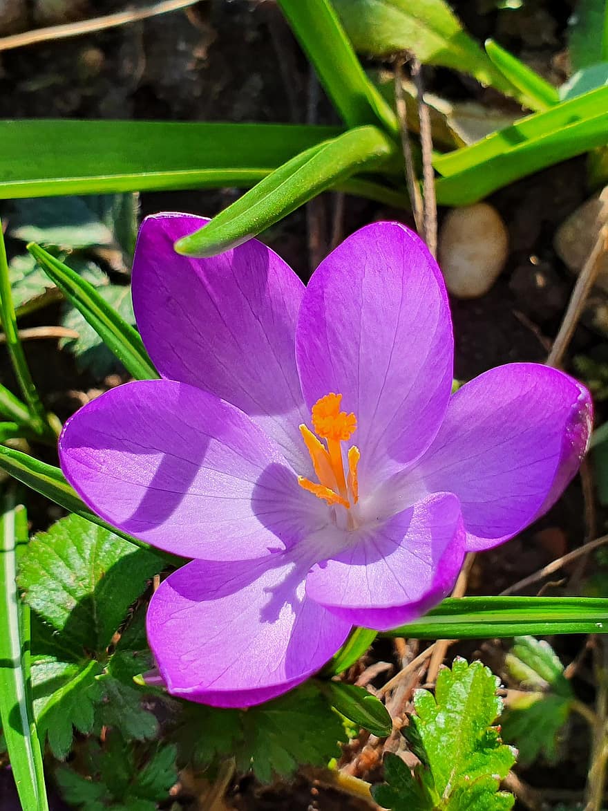 クロッカス、花、紫色の花、花びら、紫色の花びら、咲く、春の花、フローラ