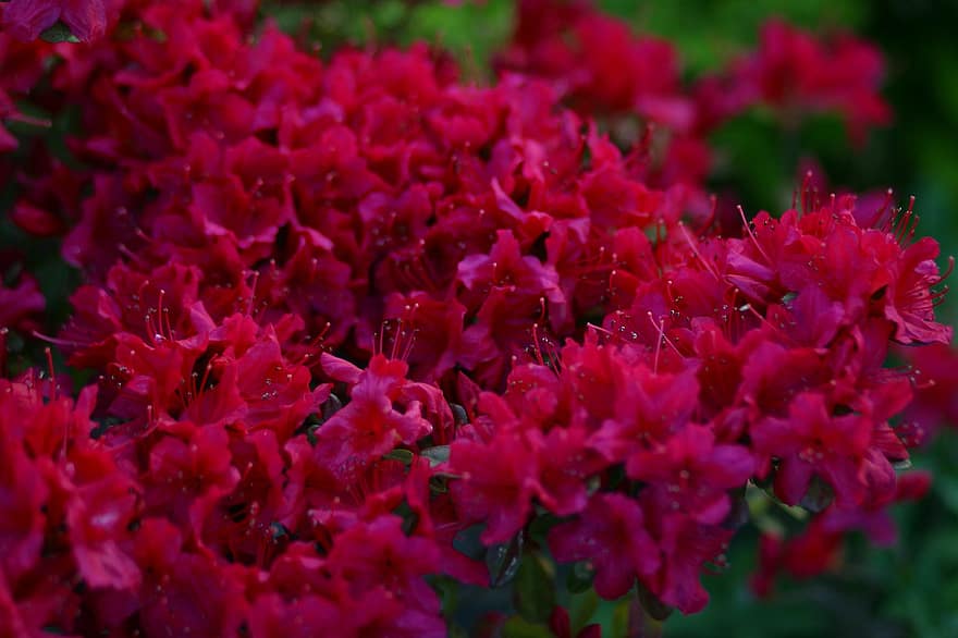 azalea, blomster, anlegg, røde blomster, japansk azalea, blomst, blomstre, blomstrende plante, prydplante, flora, natur
