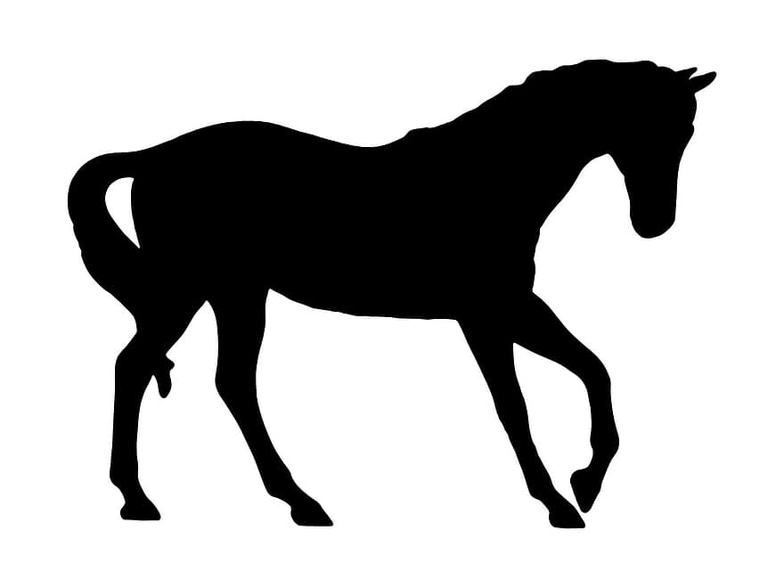 кон, черно, очертание, силует, животно, тръс, тротинещ кон, елегантен
