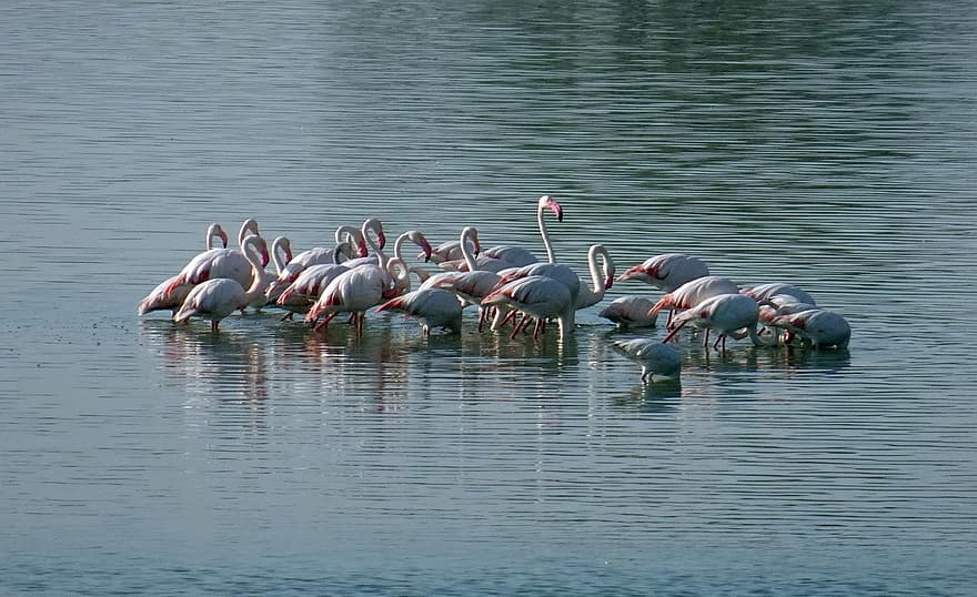 fåglar, större flamingos, sjö, phoenicopterus roseus, vilda djur och växter, natur, vatten, näbb, fjäder, djur i det vilda, damm