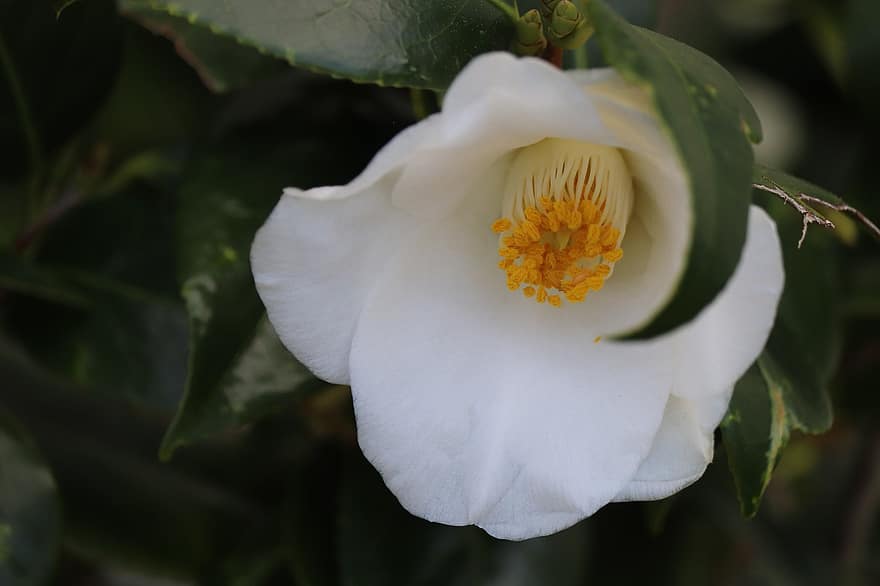 Camellia, Flower, White Flower, Flower Bud, Blooming Flower, Spring, Garden, Nature, close-up, leaf, plant