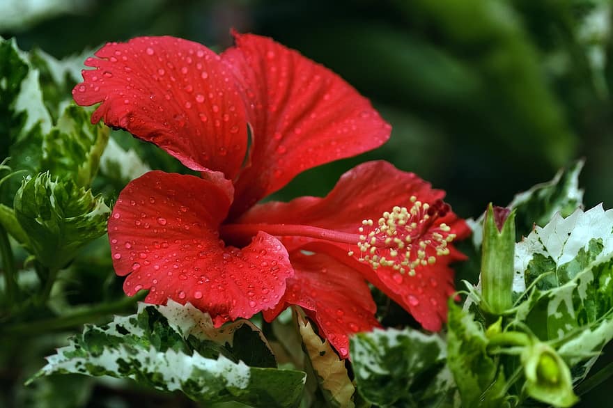 Hibiscus, Flower, Plant, Red Flower, Dew, Wet, Dewdrops, Petals, Pistil, Bud, Bloom