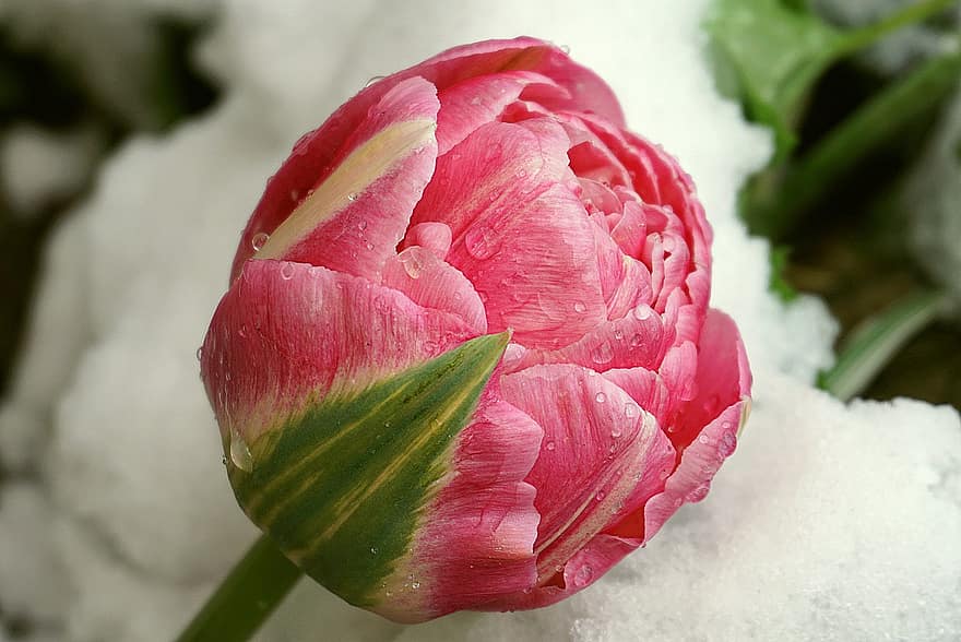 花、ピンクのチューリップ、雪の上のチューリップ、霜、水滴、庭園、花びら、雪、氷、ピンク、着色された