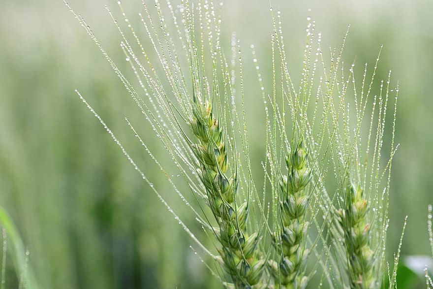 blé, grain, plante céréalière, plante, fermer, couleur verte, été, herbe, croissance, macro, Prairie