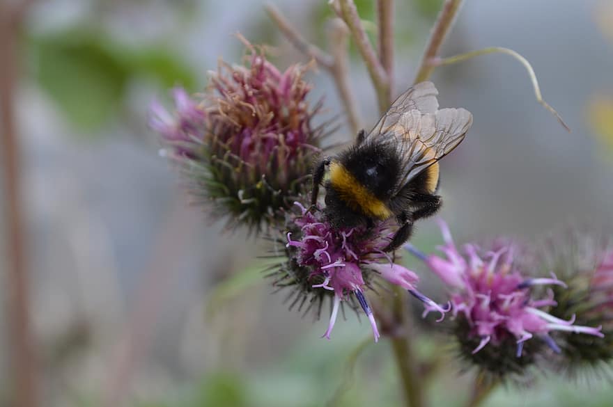 bumblebee, inseto, cardo, plantar, natureza, bombus, fechar-se, flor, Flor, flores