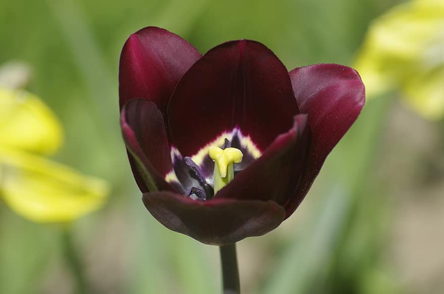 tulipa, flor, planta, pètals, estambres, florir, flora, naturalesa, primer pla, morges