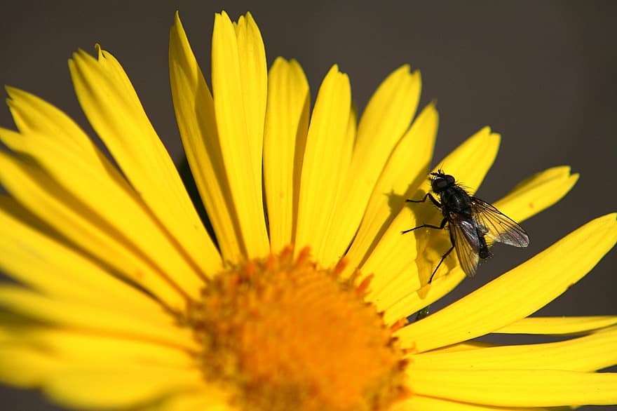 fly, insekt, blomst, gul blomst, petals, dyr, natur, blomstre, nærbilde