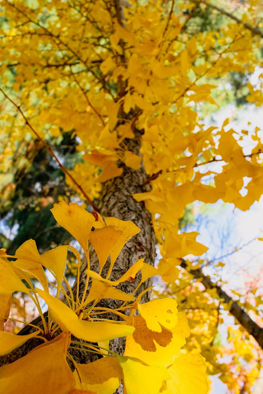 gingko, hojas, naturaleza, otoño, árbol, temporada, al aire libre