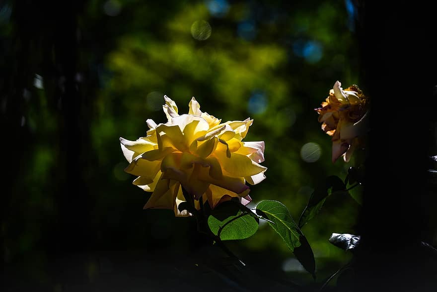 Rose, Yellow Rose, Yellow Flower, Flower, Garden, Bloom, Nature, Night, leaf, plant, close-up
