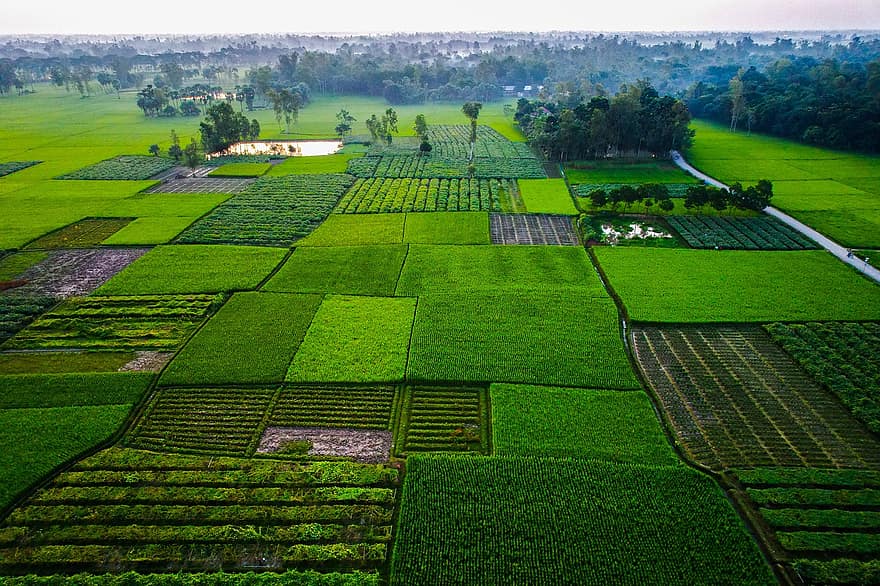 des champs, campagne, paysage, ferme, plantation, rural, brouillard, vert, des arbres, la nature, le bangladesh