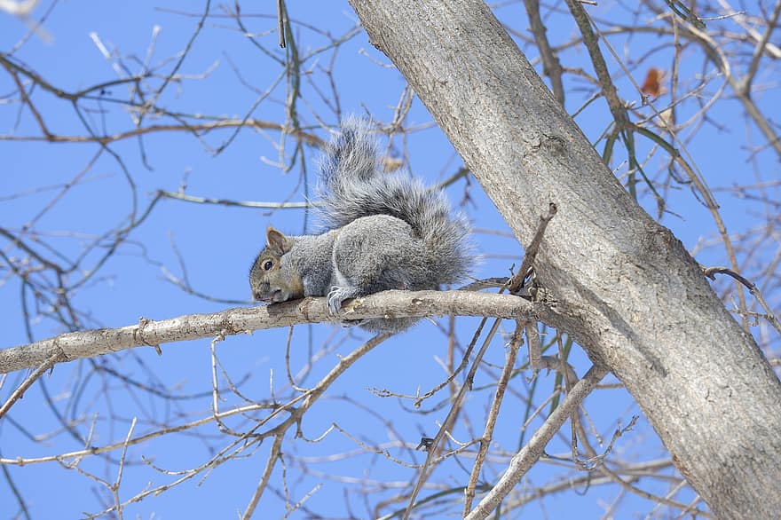 esquilo, esquilo cinzento, árvore, roedor, animal