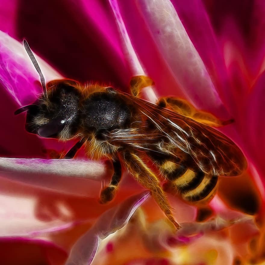 méh, fractalius, csillogó, természet, rovar, fotóművészet