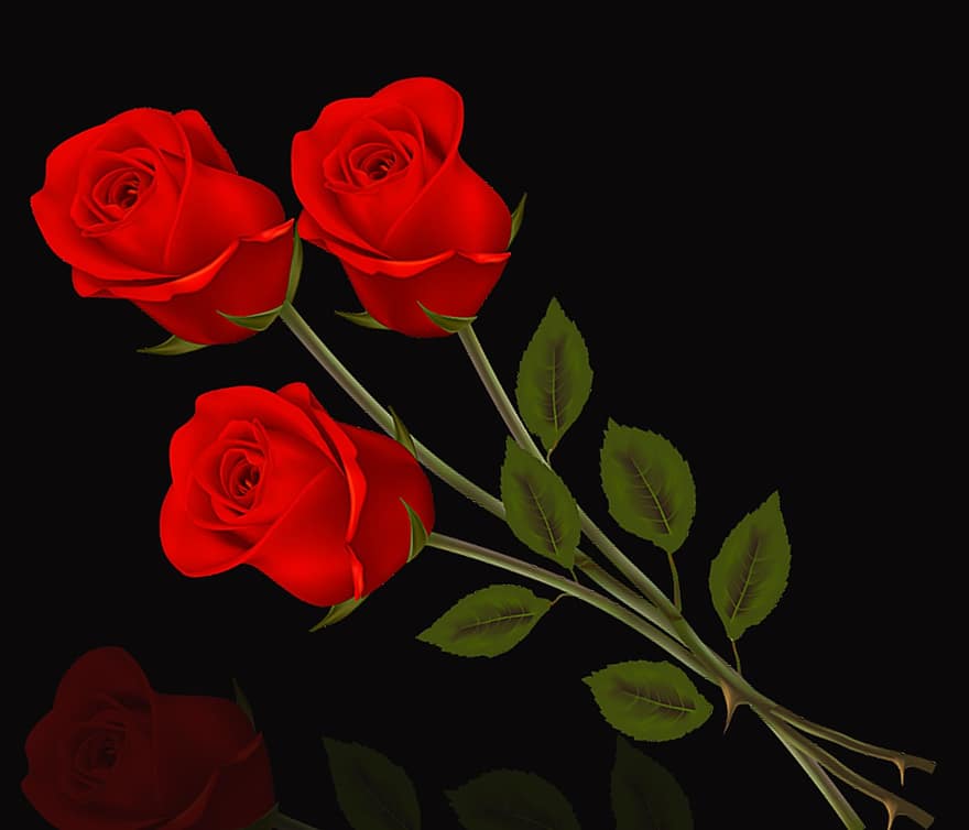 rosa, bunga, romantis, daun bunga, mawar merah, mawar, bunga-bunga, latar belakang hitam, refleksi