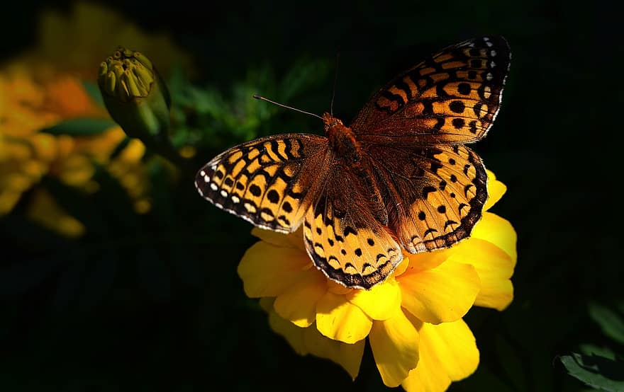 бабочка, крылья, усики, цветок, лепестки, природа, красочный, экология