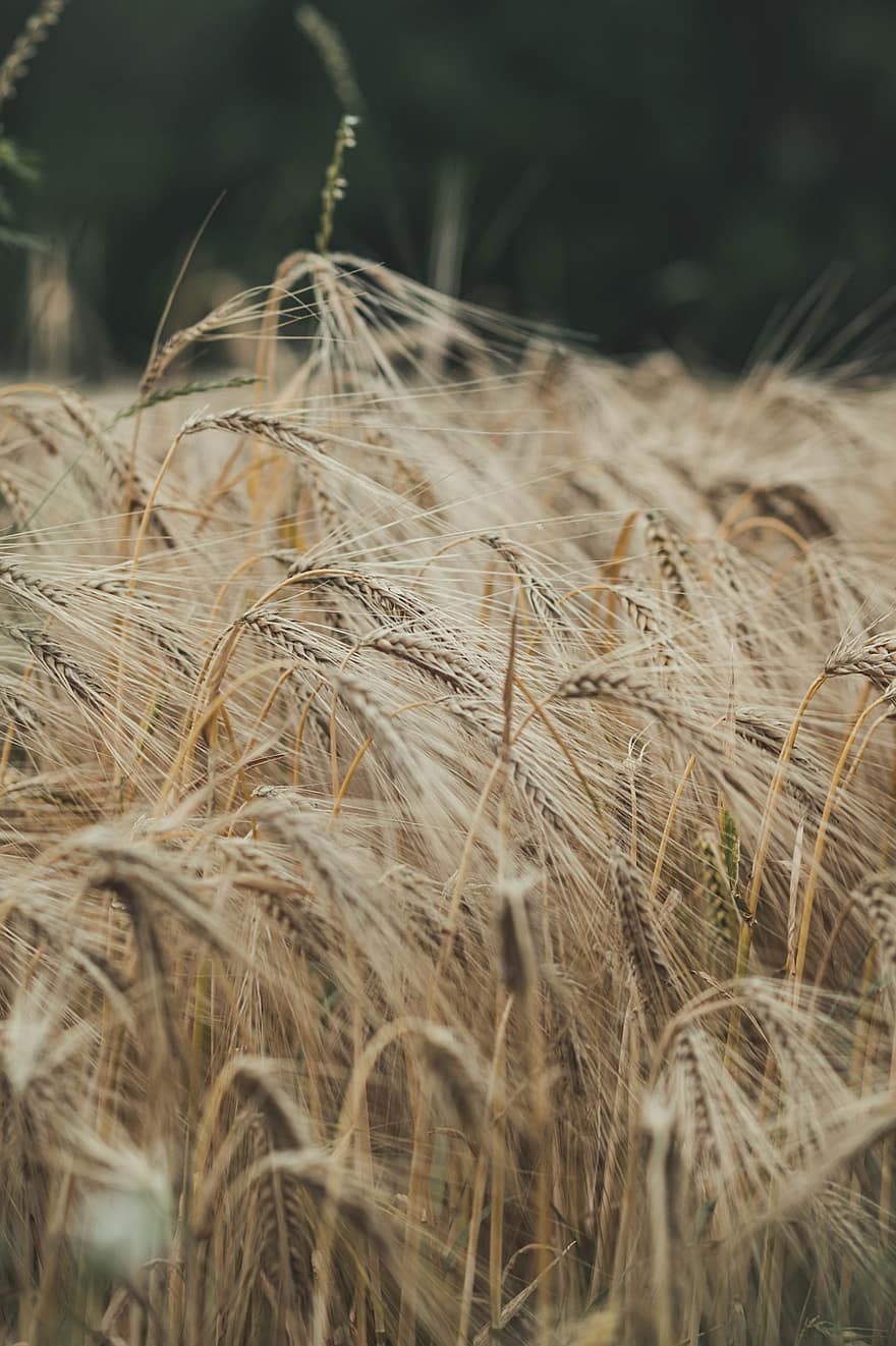 Barley, Cereals, Licorice, Agriculture, Arable, Cornfield, Nature, Field