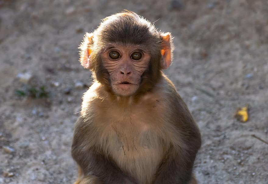 bébé singe, singe, animal, babouin, mammifère, primate, faune, sauvage, petit, mignonne, portrait