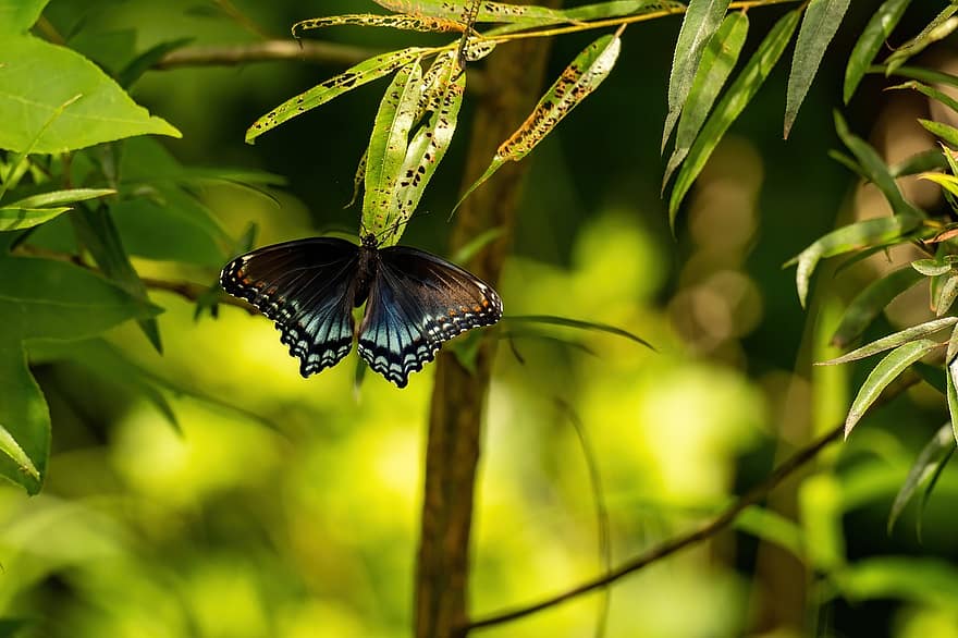 swallowtail hitam, kupu-kupu swallowtail, kupu-kupu, serangga, hitam, swallowtail, sayap, alam, margasatwa, taman, halus