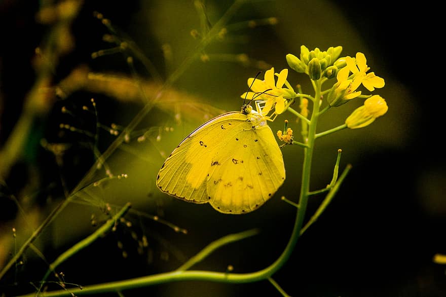 бабочка, насекомое, крылья, цветок, почки, завод, цветение, создание, красочный, живая природа
