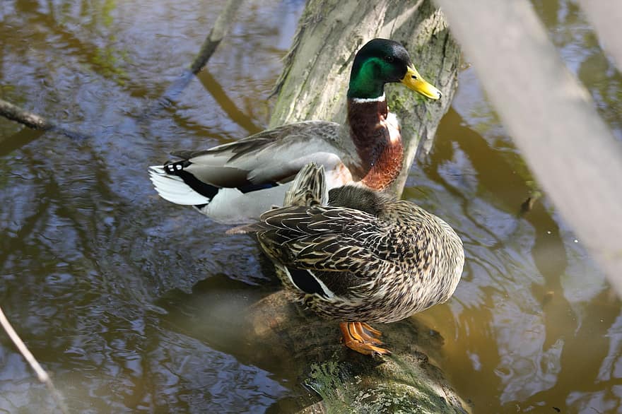 Ducks, Mallards, Birds, Waterfowls, Water Birds, Aquatic Birds, Animals, Plumage, Beak, Water, River