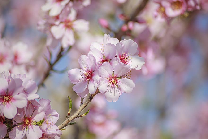 Sakura, Blumen, Kirschblüten, weiße Blütenblätter, Blütenblätter, blühen, Flora, Frühlingsblumen, Natur, Blume, Nahansicht