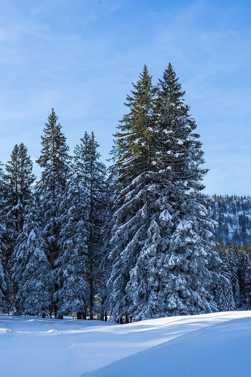 ziemā, mežs, raksturs, sniegs, koki, egles, priedes, ainavu, ziemas, sniegains, meži