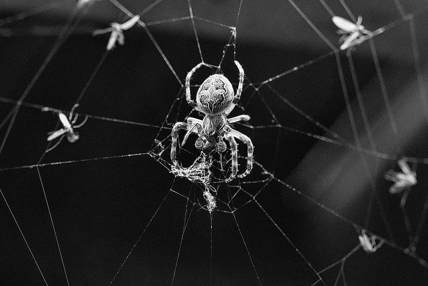insecto, araña, web, telaraña, de cerca, arácnido, macro, escalofriante, peligro, animales en la naturaleza, Rocío