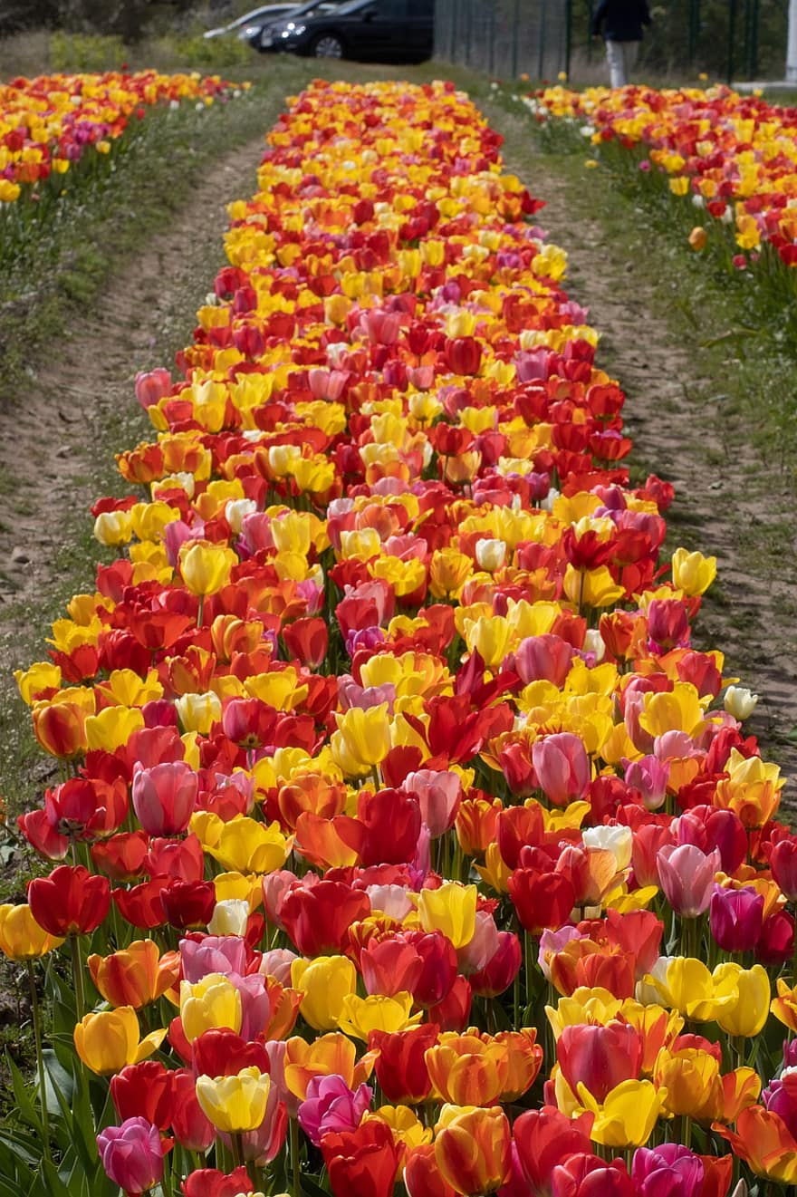 สนาม, ดอกไม้, สาขาเกษตรกรรม, การเกษตร, อัมสเตอร์ดัม, ความงาม, เบ่งบาน, กำลังบาน, ดอก, พฤกษศาสตร์, ช่อดอกไม้