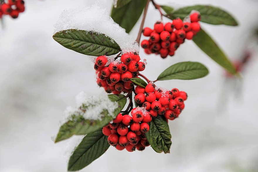 Red Firethorn, Branch, Frost, Red Column, Pyracantha Coccinea, Scarlet Firethorn, Red Berries, Fruits, Leaves, Ice, Frozen