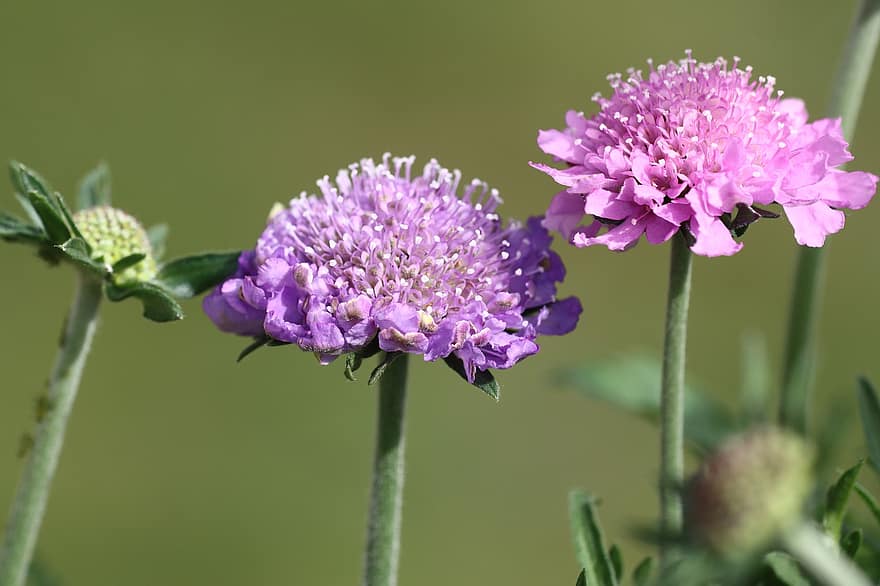 Flowers, Small Scabious, Meadow, Blossom, Bloom, Nectar, Spring, Plant, Flora, Nature, close-up
