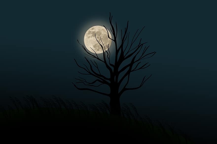 drzewo, gałęzie, sylwetka, księżyc, światło księżyca